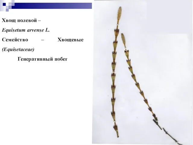 Хвощ полевой – Equisetum arvense L. Семейство – Хвощевые (Equisetaceae) Генеративный побег