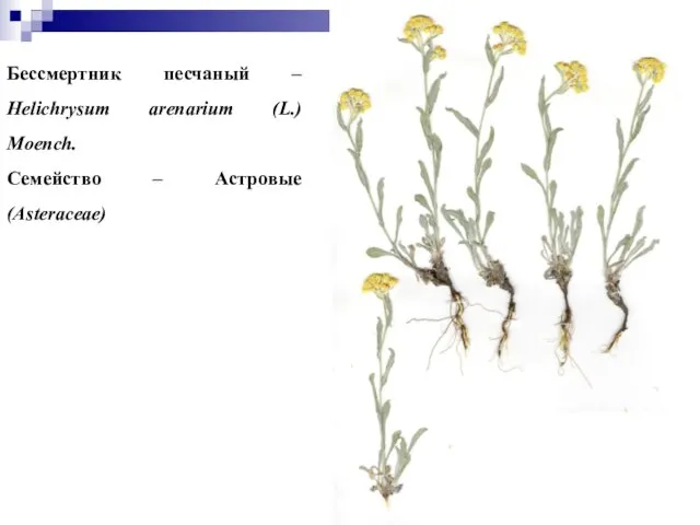 Бессмертник песчаный – Helichrysum arenarium (L.) Moench. Семейство – Астровые (Asteraceae)