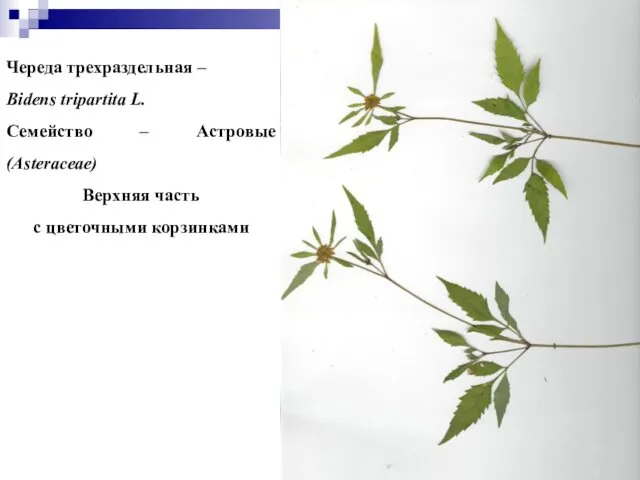 Череда трехраздельная – Bidens tripartita L. Семейство – Астровые (Asteraceae) Верхняя часть с цветочными корзинками