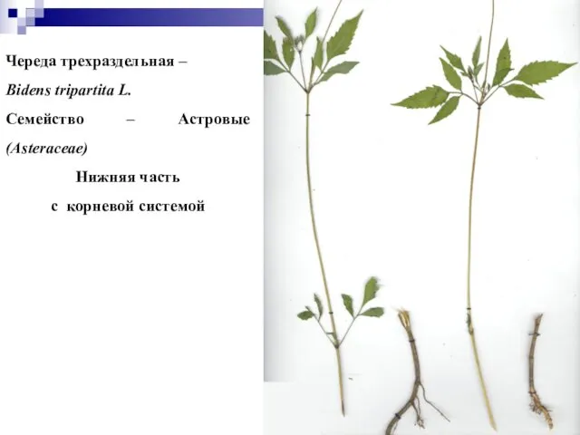 Череда трехраздельная – Bidens tripartita L. Семейство – Астровые (Asteraceae) Нижняя часть с корневой системой