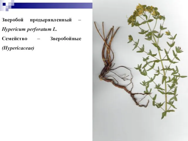 Зверобой продырявленный – Hypericum perforatum L. Семейство – Зверобойные (Hypericaceae)