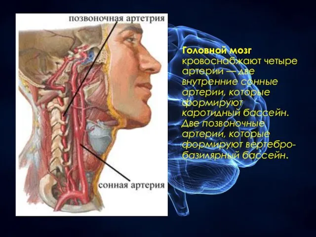 Головной мозг кровоснабжают четыре артерии — две внутренние сонные артерии, которые