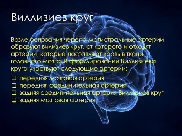 Виллизиев круг Возле основания черепа магистральные артерии образуют вилизиев круг, от