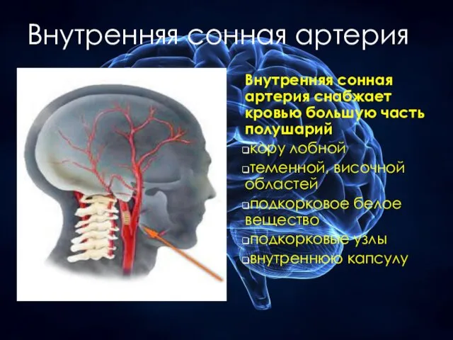 Внутренняя сонная артерия Внутренняя сонная артерия снабжает кровью большую часть полушарий