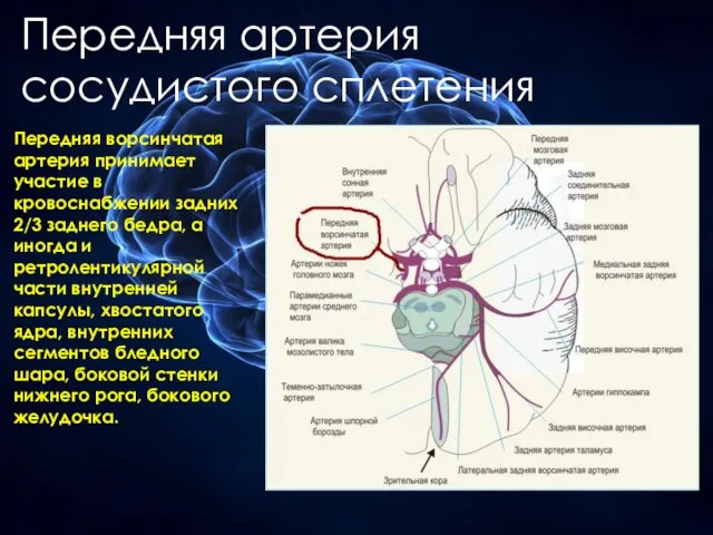 Передняя артерия сосудистого сплетения Передняя ворсинчатая артерия принимает участие в кровоснабжении
