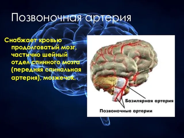 Позвоночная артерия Снабжает кровью продолговатый мозг, частично шейный отдел спинного мозга (передняя спинальная артерия), мозжечок.