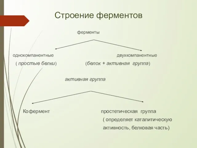 Строение ферментов ферменты однокомпанентные двухкомпанентные ( простые белки) (белок + активная