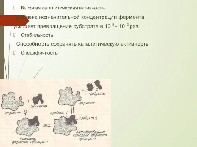 Высокая каталитическая активность Добавка незначительной концентрации фермента ускоряет превращение субстрата в