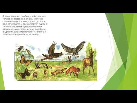 В лесостепи нет особых, свойственных только ей видов животных. Типично степные