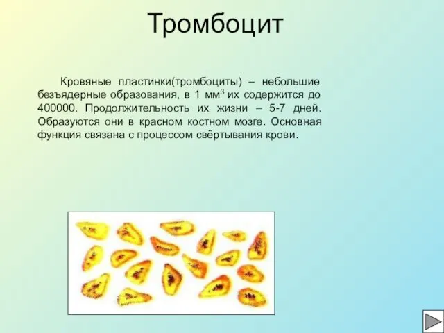 Тромбоцит Кровяные пластинки(тромбоциты) – небольшие безъядерные образования, в 1 мм3 их