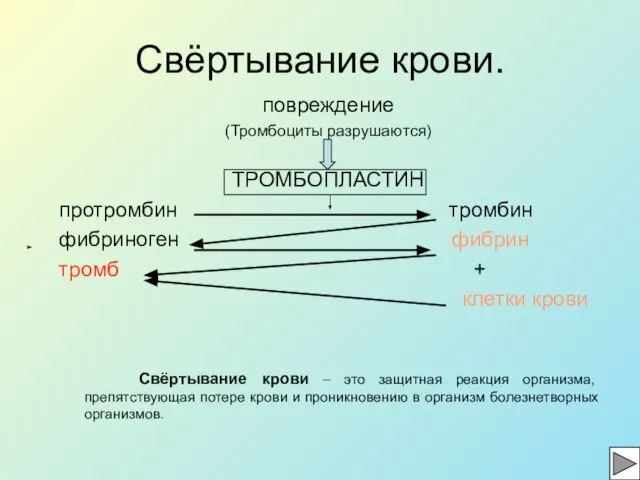 Свёртывание крови. повреждение (Тромбоциты разрушаются) ТРОМБОПЛАСТИН протромбин тромбин фибриноген фибрин тромб