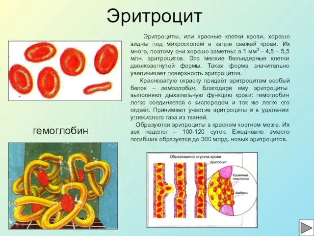 Эритроцит гемоглобин Эритроциты, или красные клетки крови, хорошо видны под микроскопом