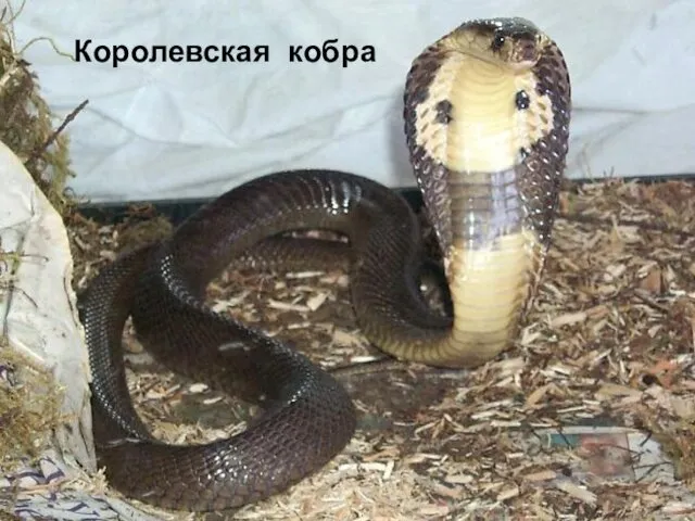 Королевская кобра