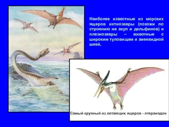 Наиболее известные из морских ящеров ихтиозавры (похожи по строению на акул