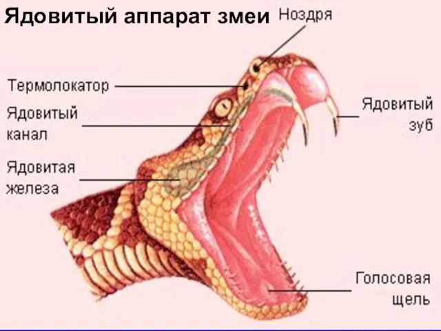 Ядовитый аппарат змеи