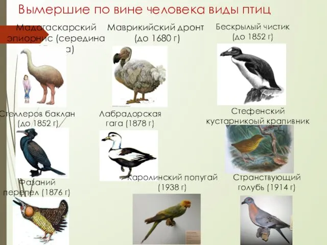 Вымершие по вине человека виды птиц Стеллеров баклан (до 1852 г)