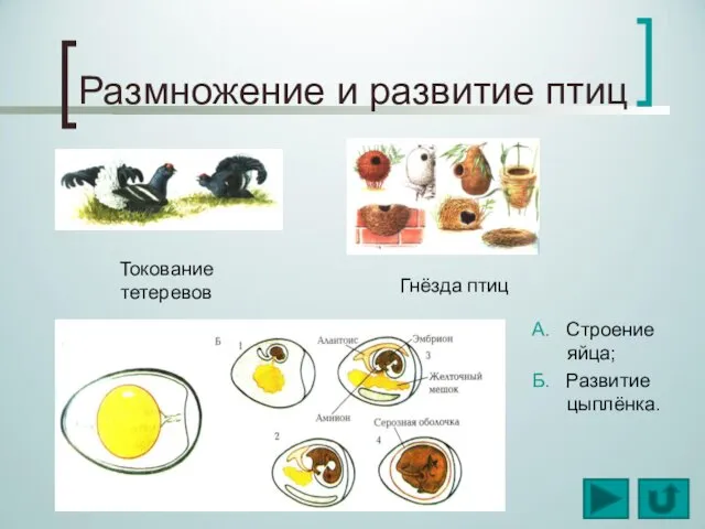 Размножение и развитие птиц Токование тетеревов Гнёзда птиц А. Строение яйца; Б. Развитие цыплёнка.