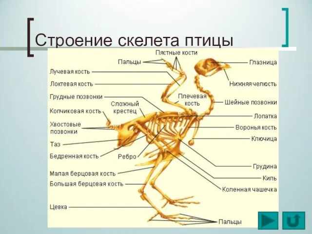 Строение скелета птицы