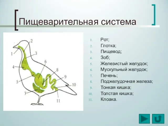 Пищеварительная система Рот; Глотка; Пищевод; Зоб; Железистый желудок; Мускульный желудок; Печень;