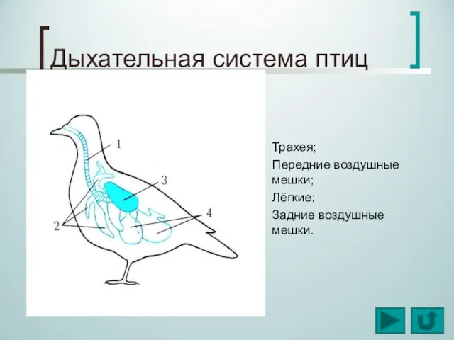 Дыхательная система птиц Трахея; Передние воздушные мешки; Лёгкие; Задние воздушные мешки.