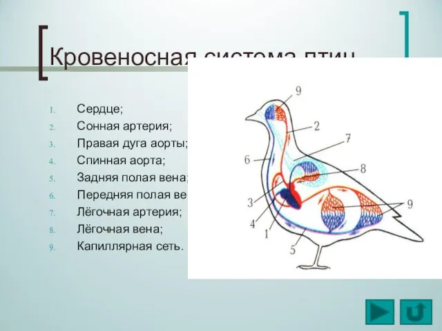 Кровеносная система птиц Сердце; Сонная артерия; Правая дуга аорты; Спинная аорта;