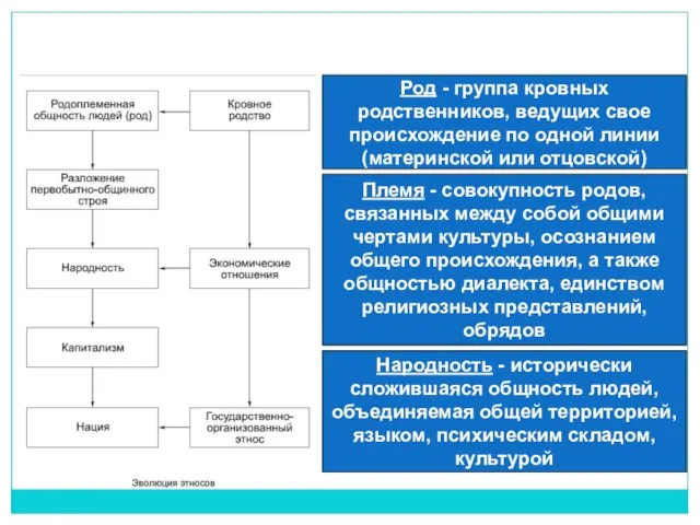 Род - группа кровных родственников, ведущих свое происхождение по одной линии