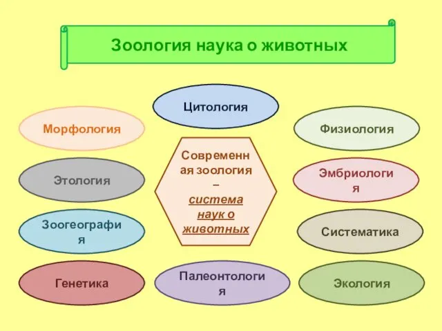 Зоология наука о животных Современная зоология – система наук о животных