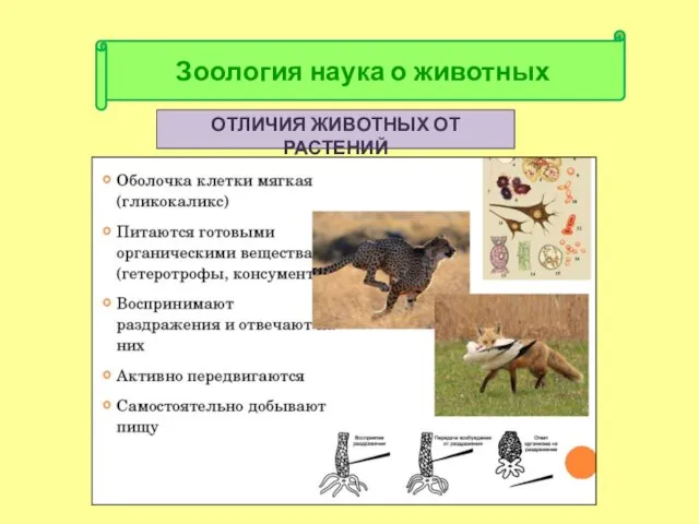 ОТЛИЧИЯ ЖИВОТНЫХ ОТ РАСТЕНИЙ Зоология наука о животных