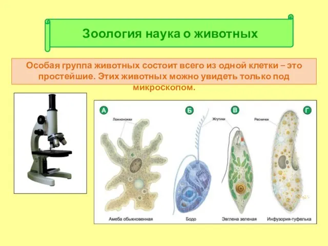 Особая группа животных состоит всего из одной клетки – это простейшие.