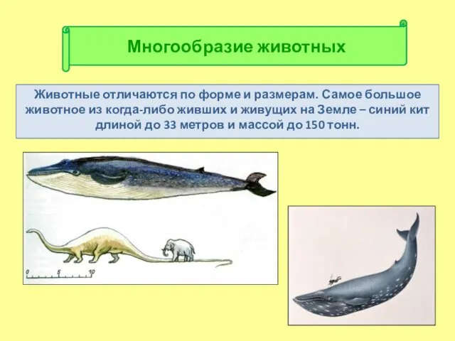 Животные отличаются по форме и размерам. Самое большое животное из когда-либо