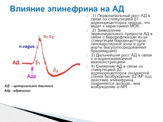 Влияние эпинефрина на АД 1) Первоначальный рост АД в связи со