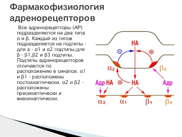 Фармакофизиология адренорецепторов Все адренорецепторы (АР) подразделяются на два типа α и