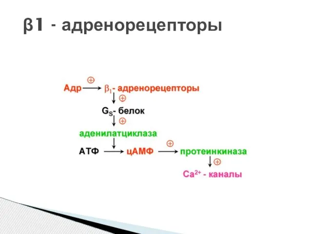 β1 - адренорецепторы