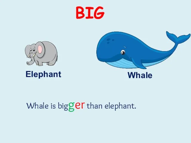 Elephant Whale Whale is bigger than elephant. BIG