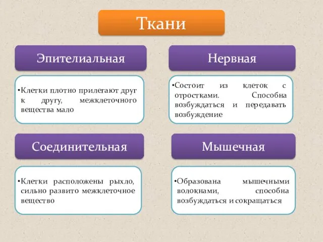 Ткани Эпителиальная Нервная Соединительная Мышечная Клетки плотно прилегают друг к другу,