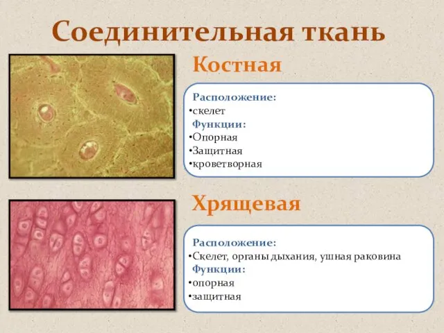 Соединительная ткань Костная Хрящевая Расположение: скелет Функции: Опорная Защитная кроветворная Расположение: