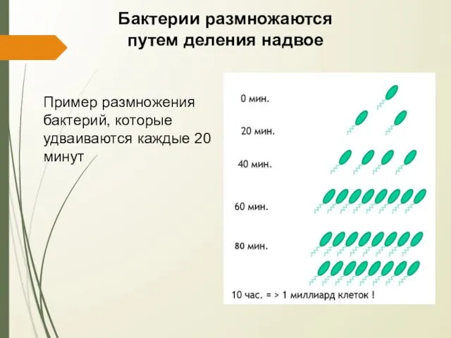 Бактерии размножаются путем деления надвое Пример размножения бактерий, которые удваиваются каждые 20 минут