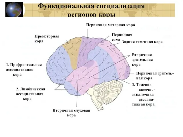 Функциональная специализация регионов коры Первичная моторная кора Первичная соматосенсорная кора Премоторная