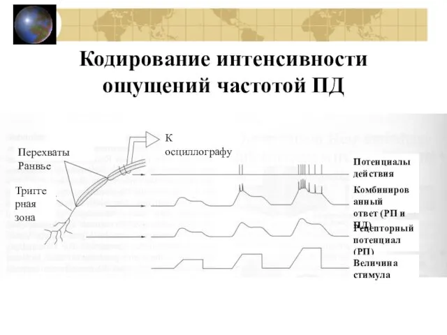 Кодирование интенсивности ощущений частотой ПД К осциллографу Перехваты Ранвье Триггерная зона