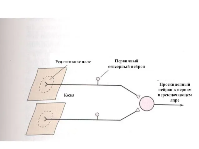 Рецептивное поле Кожа Первичный сенсорный нейрон Проекционный нейрон в первом переключающем ядре