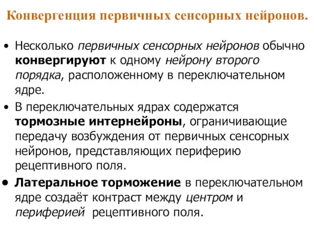 Конвергенция первичных сенсорных нейронов. Несколько первичных сенсорных нейронов обычно конвергируют к