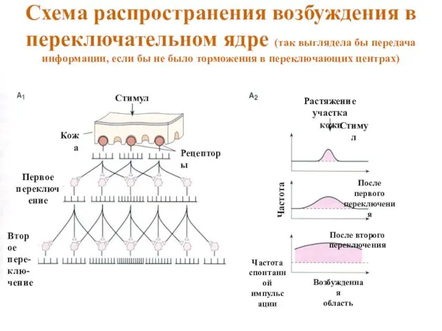 Схема распространения возбуждения в переключательном ядре (так выглядела бы передача информации,