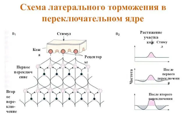 Схема латерального торможения в переключательном ядре Растяжение участка кожи Стимул Стимул