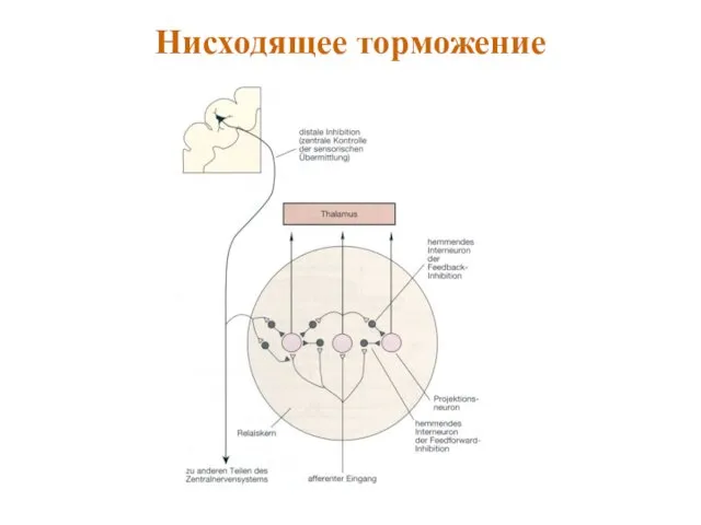 Нисходящее торможение