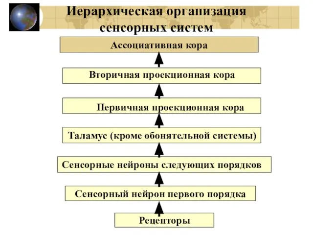 Иерархическая организация сенсорных систем Сенсорный нейрон первого порядка Сенсорные нейроны следующих