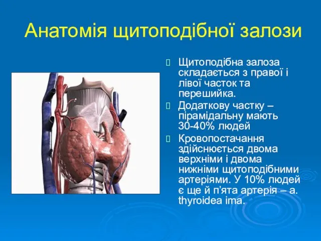 Анатомія щитоподібної залози Щитоподібна залоза складається з правої і лівої часток