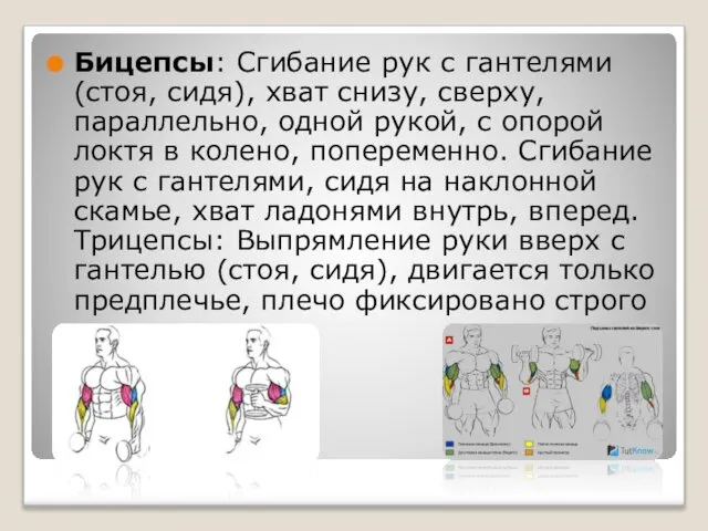 Бицепсы: Сгибание рук с гантелями (стоя, сидя), хват снизу, сверху, параллельно,