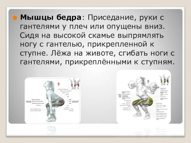 Мышцы бедра: Приседание, руки с гантелями у плеч или опущены вниз.