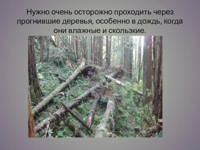 Нужно очень осторожно проходить через прогнившие деревья, особенно в дождь, когда они влажные и скользкие.