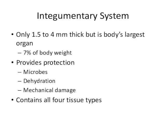 Integumentary System Only 1.5 to 4 mm thick but is body’s